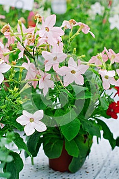 Nicotiana alata Appleblossom