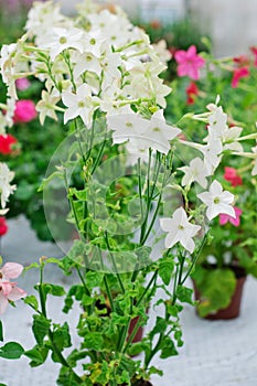 Nicotiana alata Avalon White