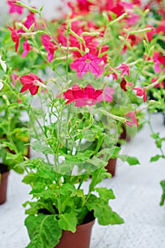 Nicotiana alata Domino Red