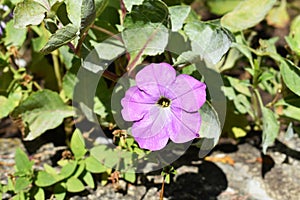 Nicotiana alata flower