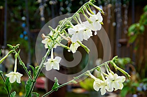 Nicotiana alata flowers in morning