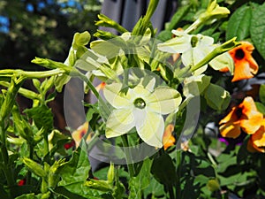 Nicotiana alata - jasmine tobacco, sweet tobacco, winged tobacco