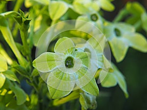 Nicotiana alata - jasmine tobacco, sweet tobacco, winged tobacco