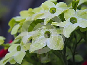 Nicotiana alata - jasmine tobacco, sweet tobacco, winged tobacco