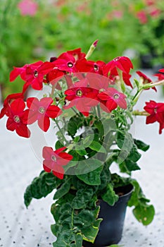 Nicotiana alata Saratoga Red