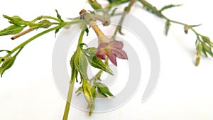 Nicotiana alata species