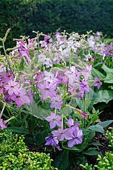 Nicotiana alata blooming