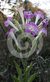 Tabaco Flowers, Plants, Botanical photo