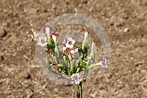 Nicotiana flower known by the common name of coyote tobacco within the group of wild tobaccos.