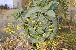 Nicotiana glauca in bloom