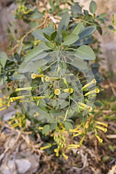 Nicotiana glauca in bloom