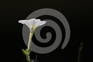 A Nicotiana longiflora flower