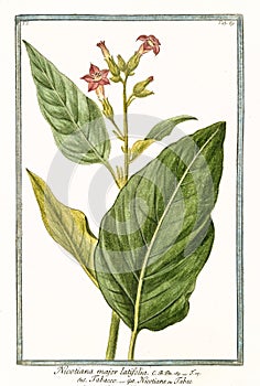 Nicotiana major Nicotiana tabacum