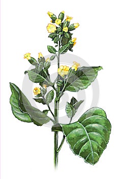 Nicotiana Rustica photo