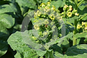 Nicotiana Rustica, or Aztec tobacco is blooming with yellow small flowers. A tobacco plant with yellow flowers and honey bees