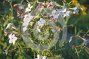 Nicotiana suaveolens or Australian tobacco blooming in the park