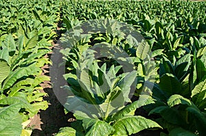 Nicotiana tabacum, cultivated tobacco.