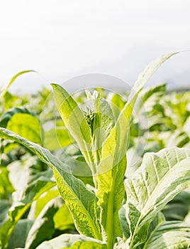 Nicotiana tabacum herbaceous plant