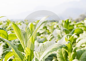 Nicotiana tabacum herbaceous plant