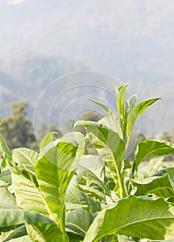 Nicotiana tabacum herbaceous plant