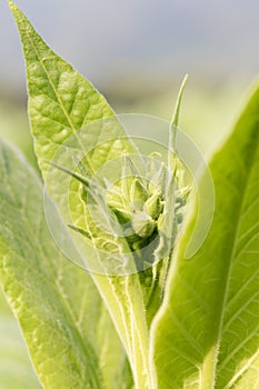 Nicotiana tabacum herbaceous plant