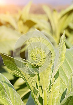 Nicotiana tabacum herbaceous plant