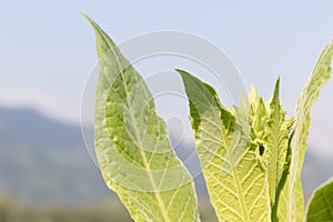 Nicotiana tabacum herbaceous plant photo