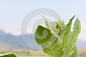 Nicotiana tabacum herbaceous plant photo