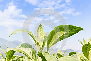 Nicotiana tabacum herbaceous plant photo