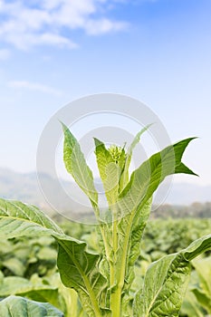 Nicotiana tabacum herbaceous plant photo