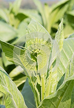 Nicotiana tabacum herbaceous plant photo