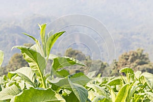 Nicotiana tabacum herbaceous plant