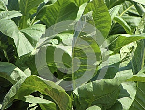 Nicotiana tabacum fresh leaves photo