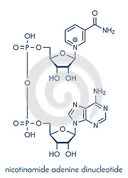 Nicotinamide adenine dinucleotide NAD coenzyme molecule. Important coenzyme in many redox reactions. Skeletal formula. photo