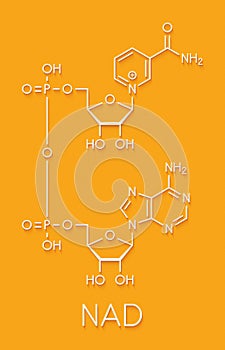 Nicotinamide adenine dinucleotide NAD coenzyme molecule. Important coenzyme in many redox reactions. Skeletal formula. photo