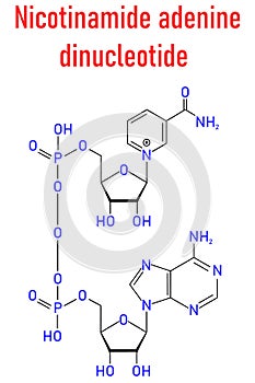 Nicotinamide adenine dinucleotide or NAD coenzyme molecule. Skeletal formula.
