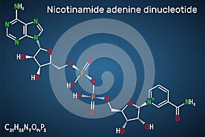 Nicotinamide adenine dinucleotide oxidized form, NAD+ coenzyme molecule. Structural chemical formula on the dark blue background