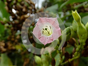 Nicotine tobacco flower, photographed in a small garden.