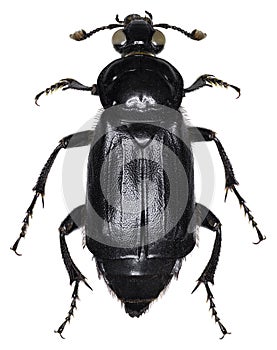 Nicrophorus humator beetle specimen photo