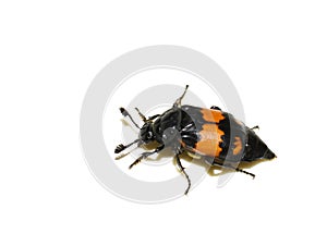 Nicrophorus investigator black orange carrion beetle photo