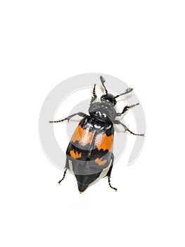 Nicrophorus investigator carrion beetle isolated