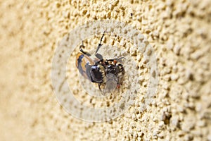 Nicrophorus vespillo is a burying beetle described by Carl Linnaeus in his landmark 1758 10th edition of Systema Naturae.