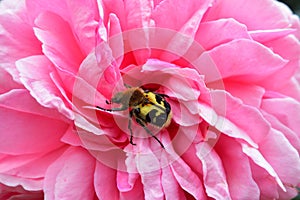 Nicrophorus vespillo on a flower photo