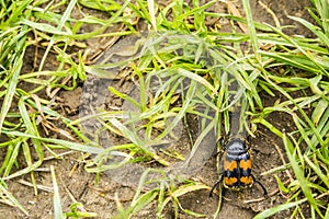 Nicrophorus vespillo, Necrophorus vespillo