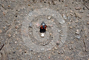 Nicrophorus vespilloides burying beetle or sexton beetle young specimen on asphalt background photo