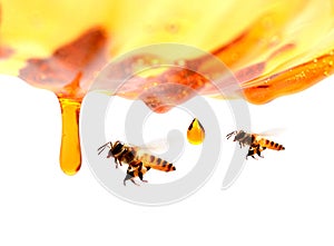 Nid d`abeilles dans le regroupement du miel.