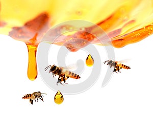 Nid d`abeilles dans le regroupement du miel.