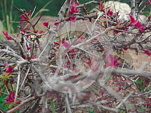 Niddle plant with beauty full flowers