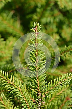 Nidiformis Norway spruce