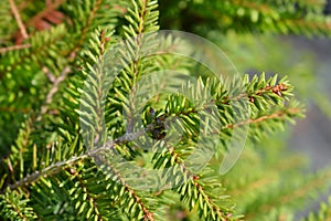 Nidiformis Norway spruce